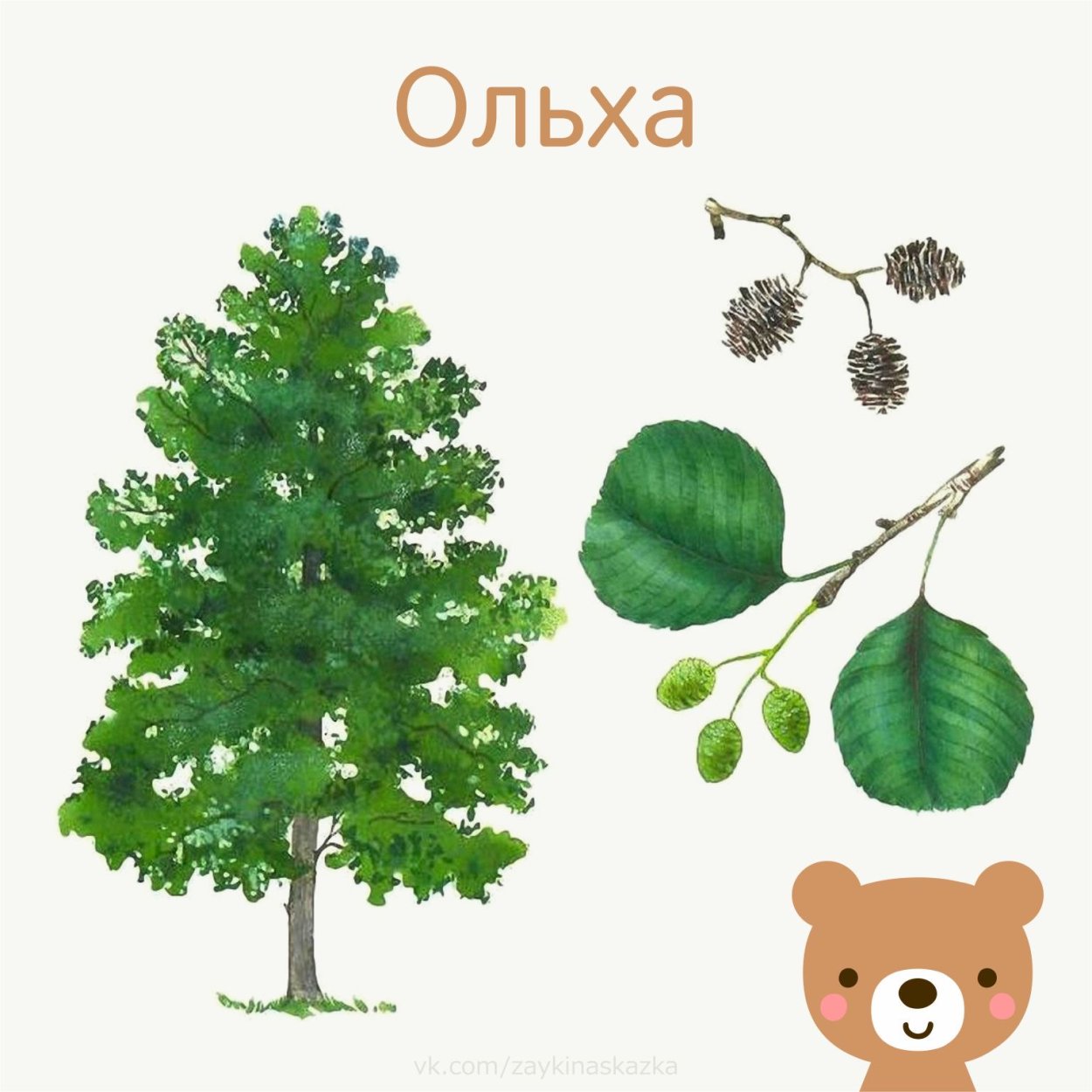 Осина ольха липа