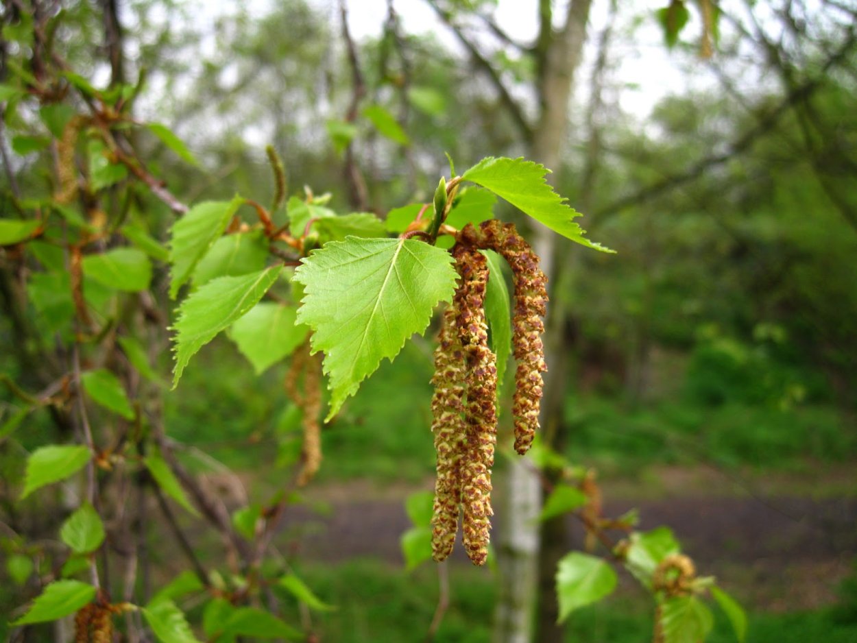 Ольха Alnus glutinosa
