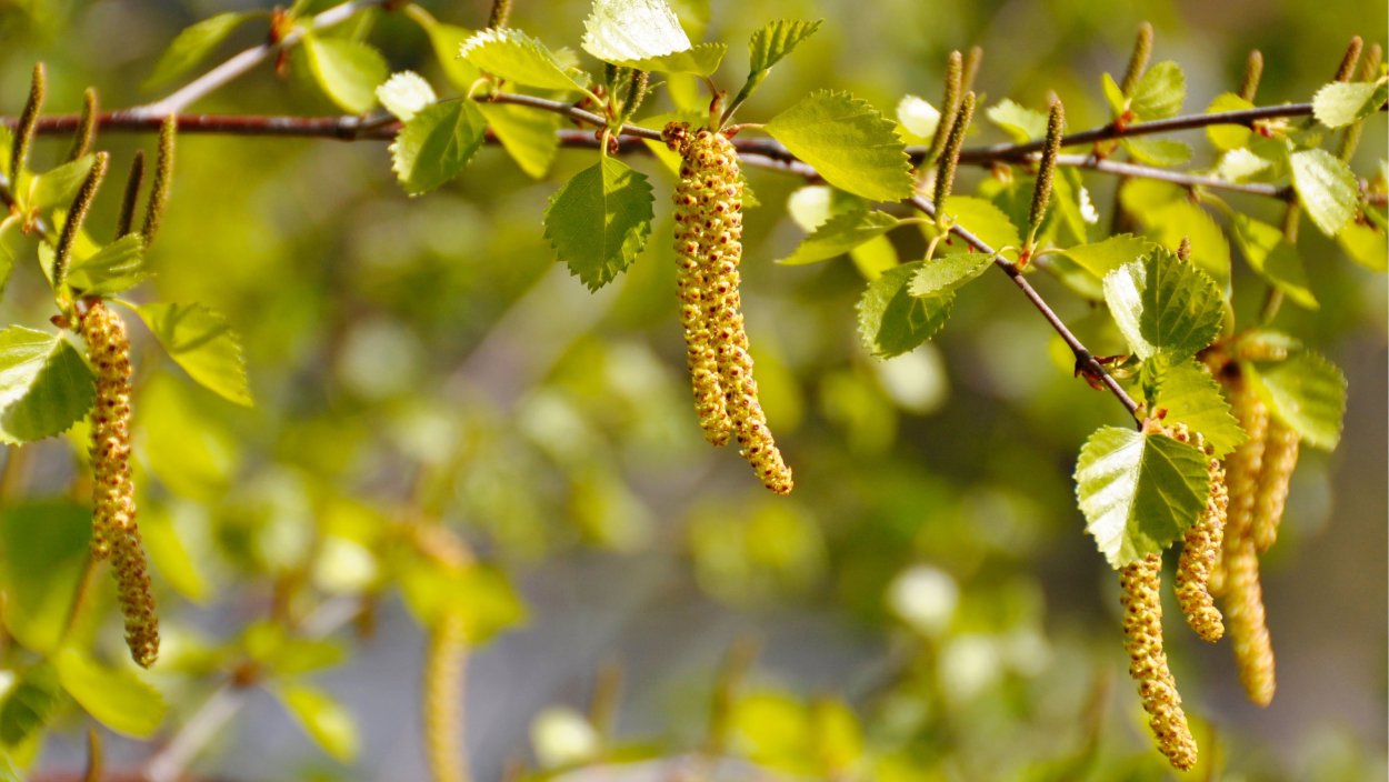 Ольха черная Лациниата