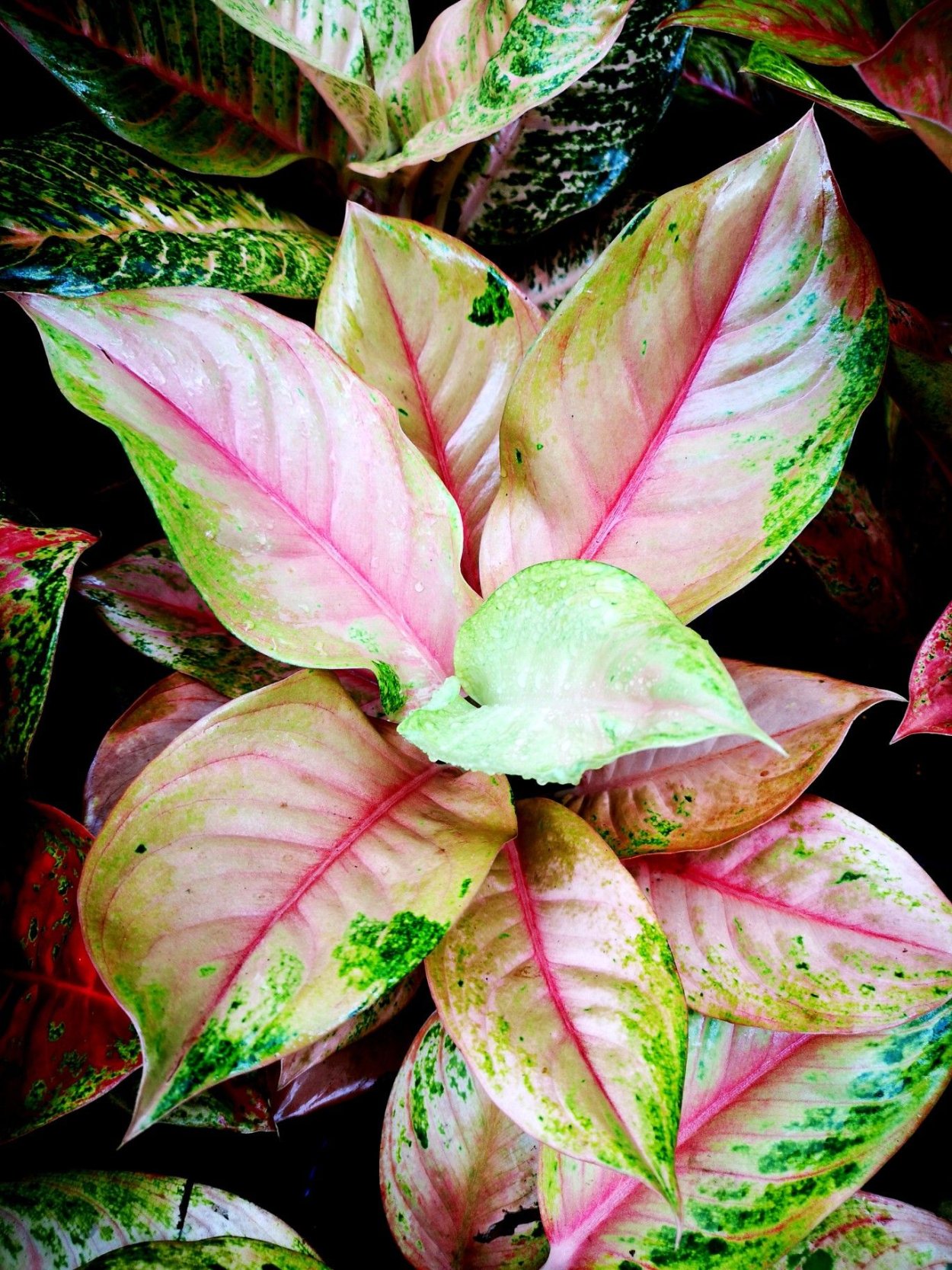 Аглаонема Романо