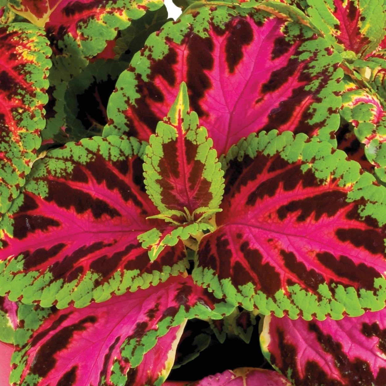 Колеус колор Прайд