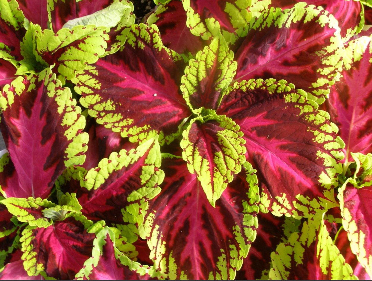 Колеус Ренельта