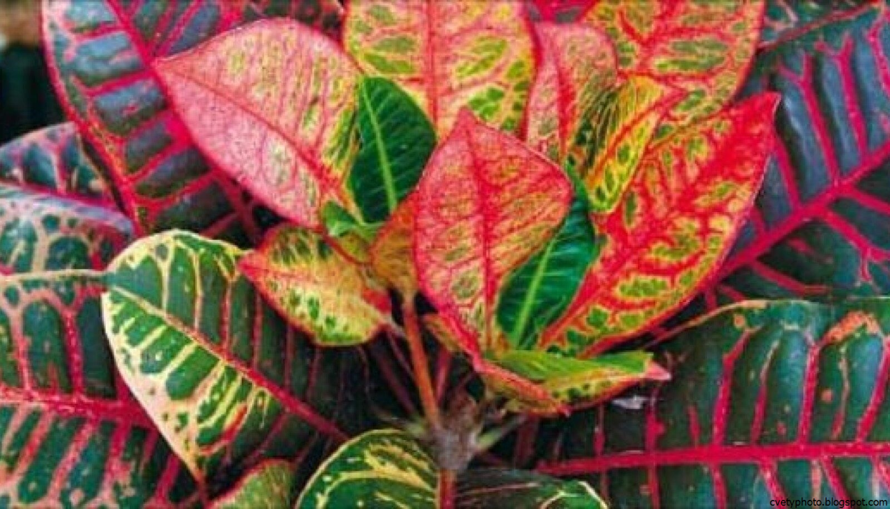 Лист цветка