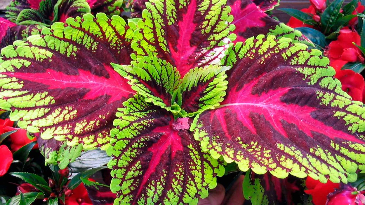 Колеус Ренельта Coleus rehneltianus