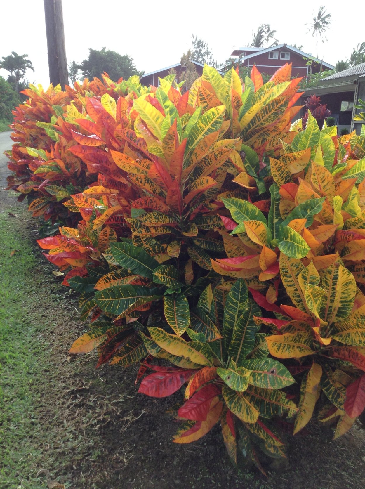 Колеус Red Croton