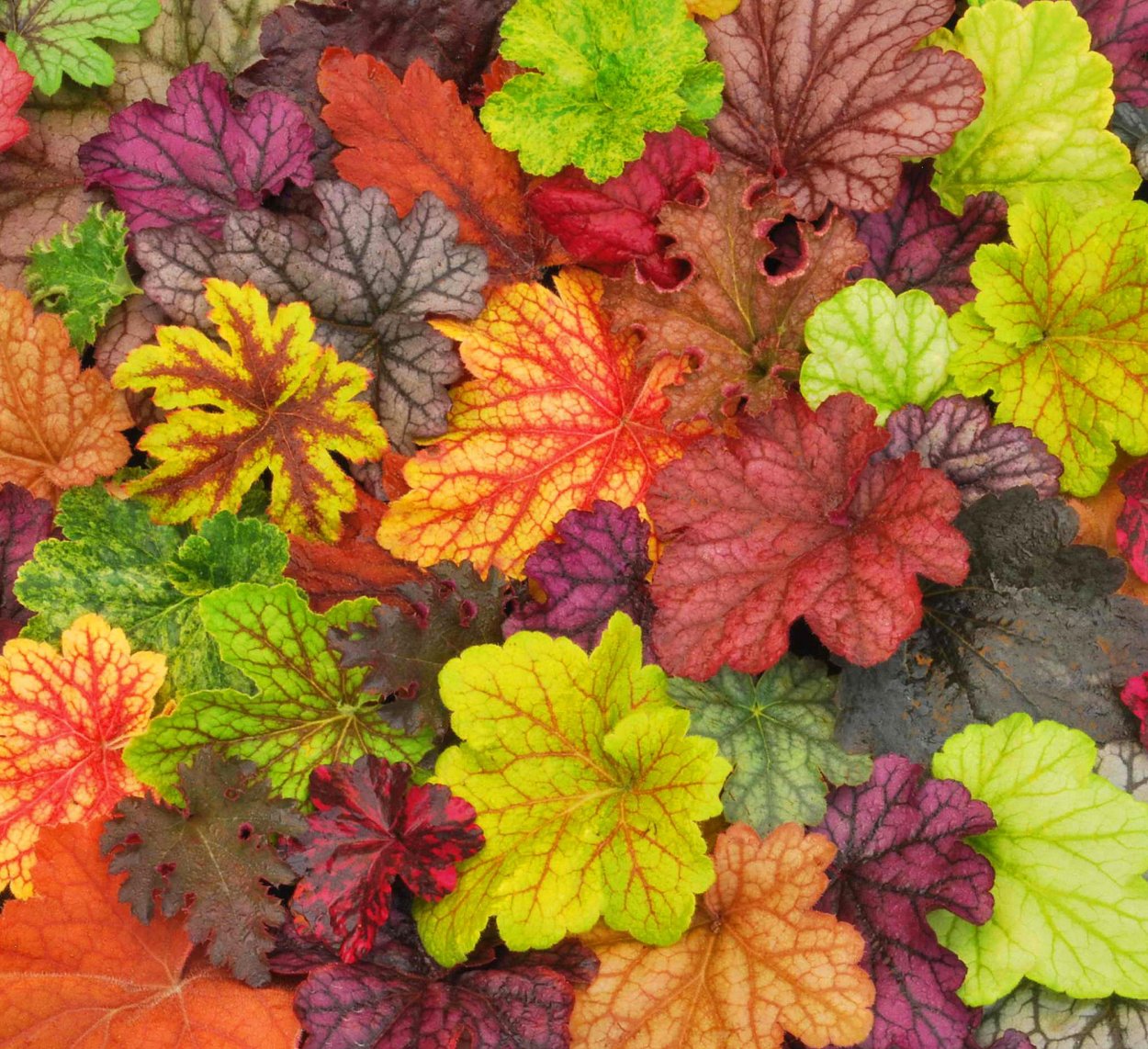 Гейхера Блэк таффета