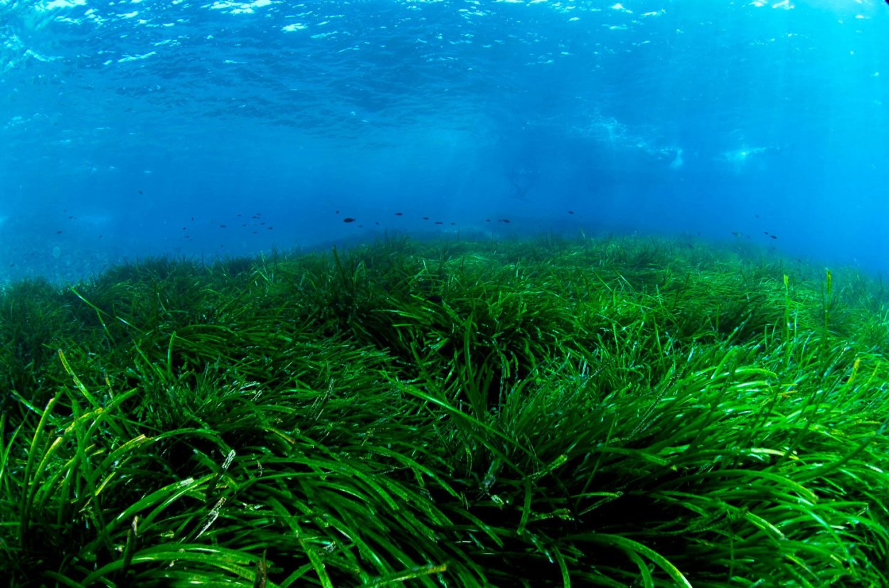 Морские водоросли спирулина