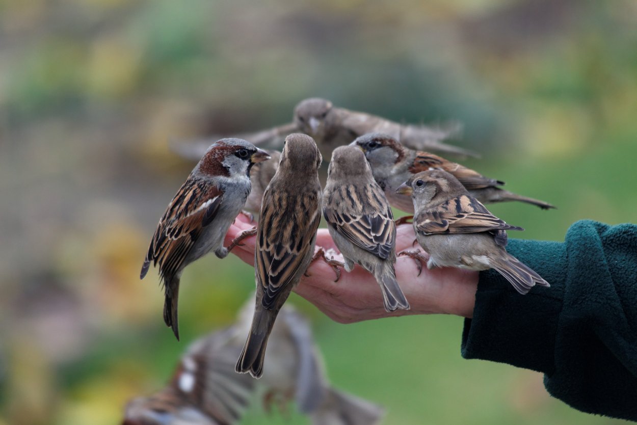 Воробьиная стая