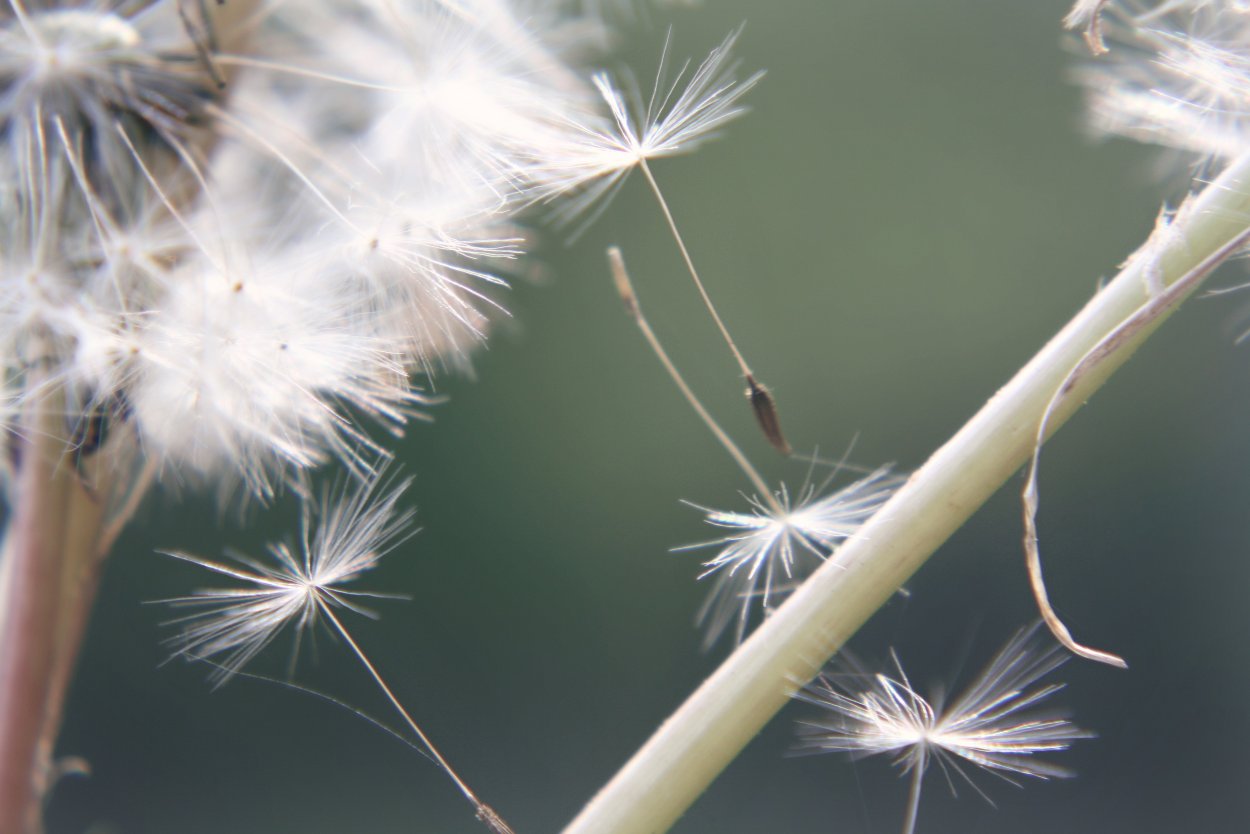 Одуванчик сорняк