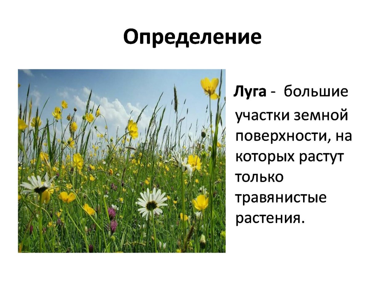 Синеголовник плосколистный Eryngium Planum