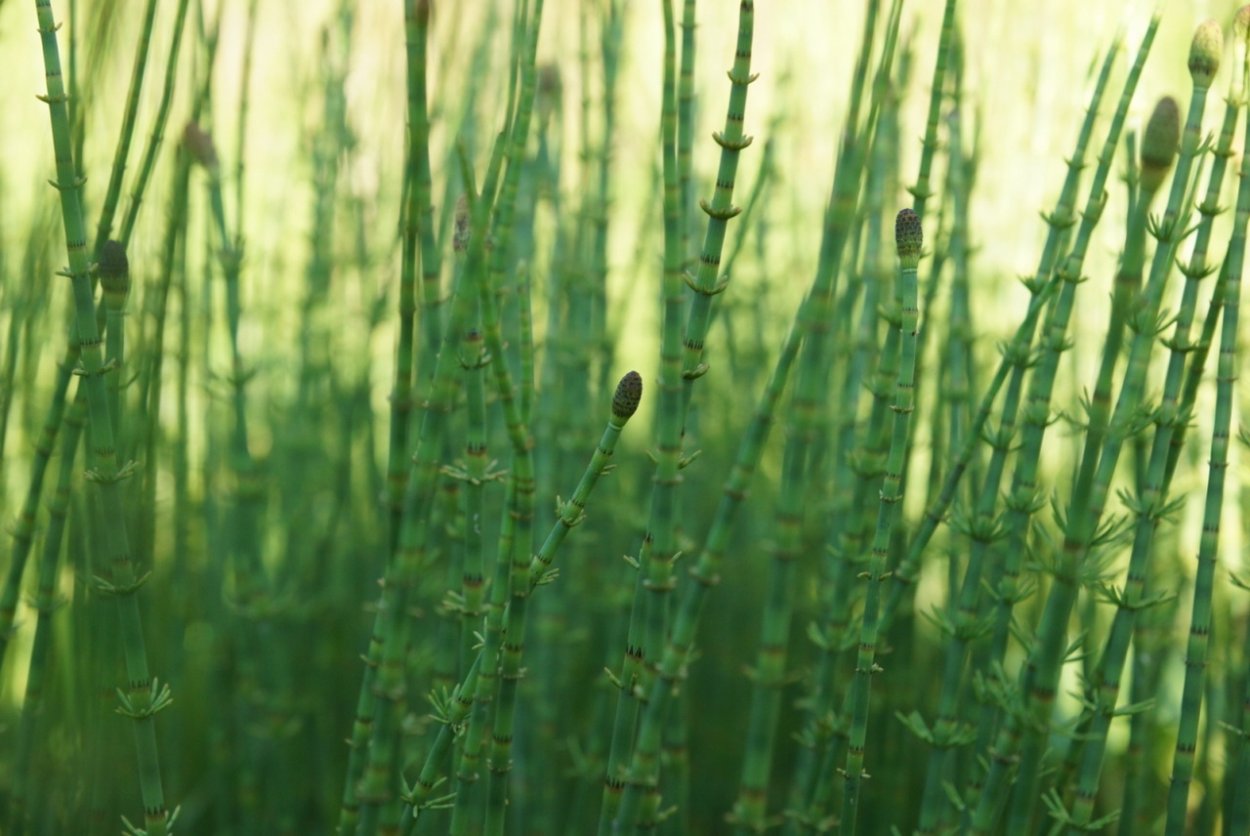 Синантропная растительность