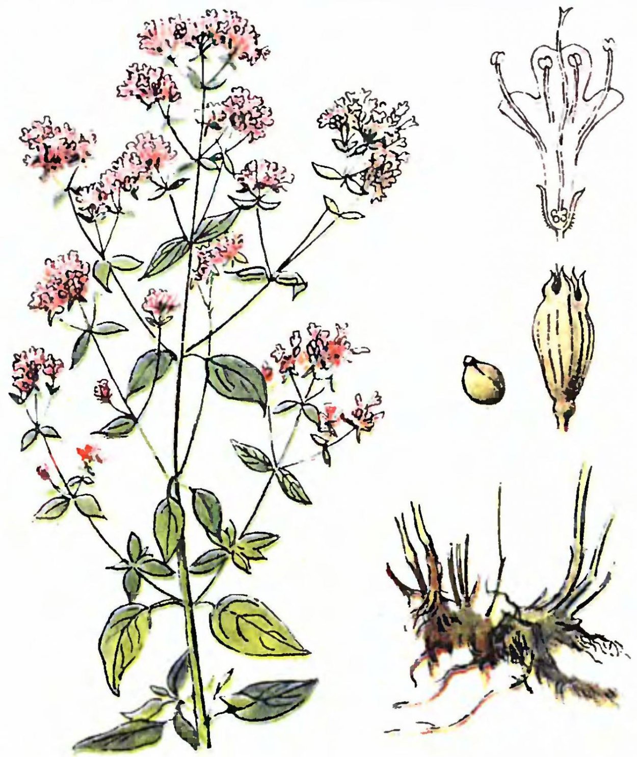 Душица обыкновенная ГФ