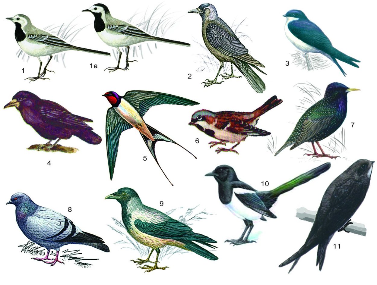 Синантропные виды птиц