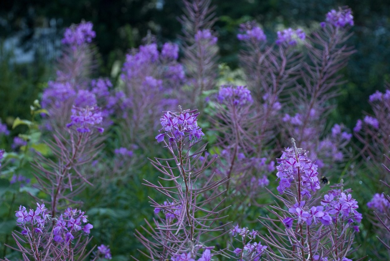 Инвазивные растения