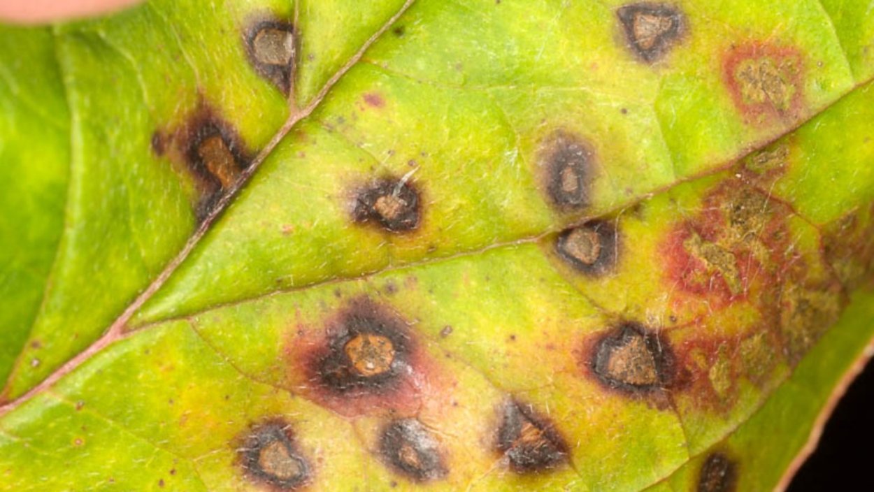 Белая пятнистость (септориоз) малины