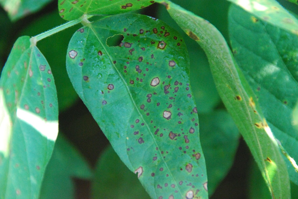 Коралловая пятнистость клена