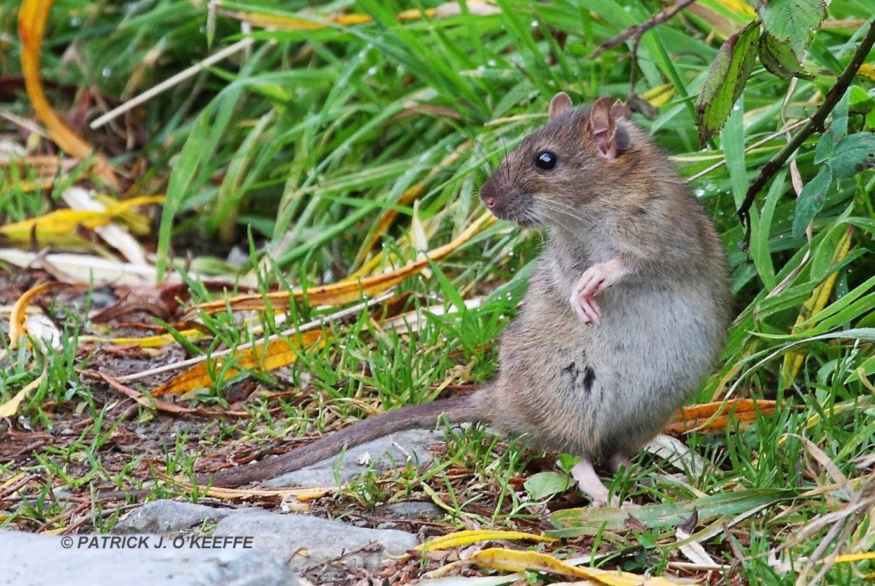 Растения нашего Луга