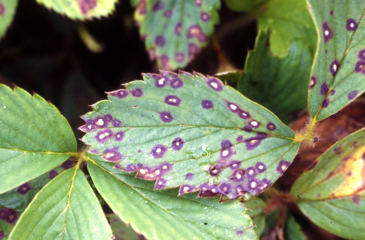 Ржавчина груши (ржавчинный гриб)