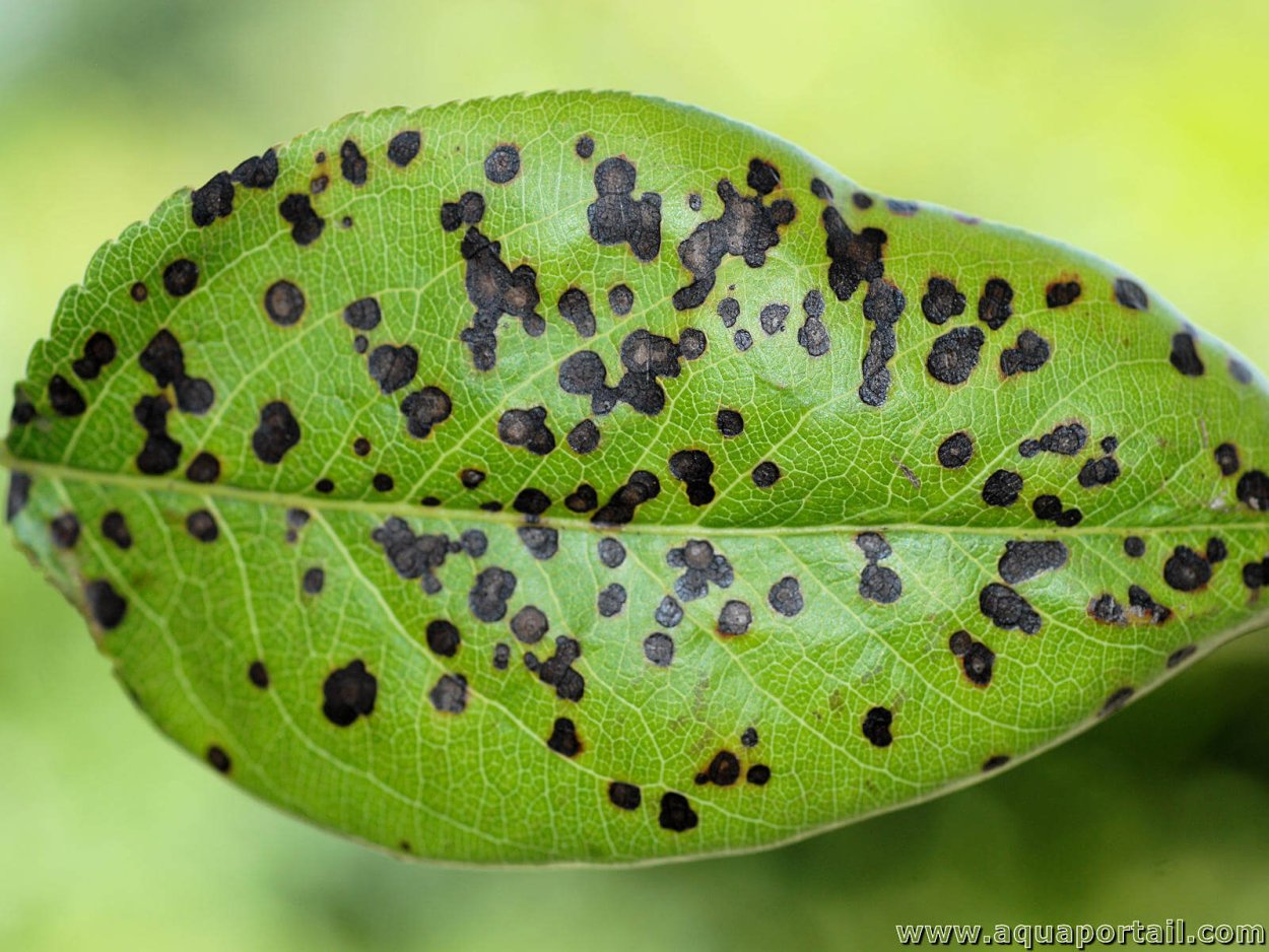 Mycosphaerella aegopodii