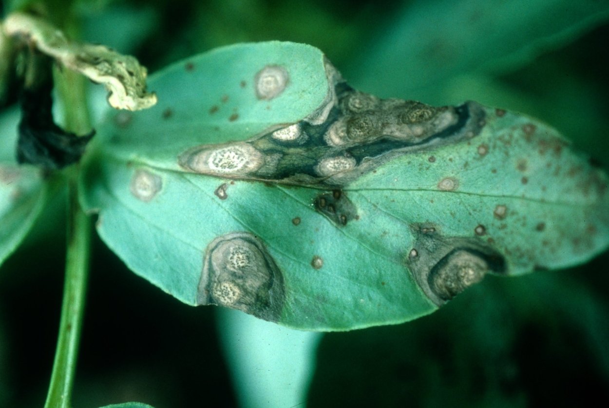 Хойи болезни пятнистость