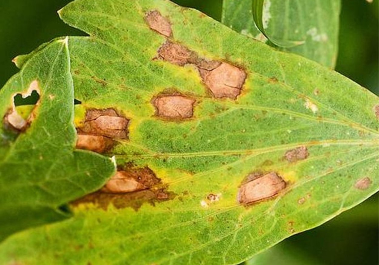 Септориоз церкоспороз антракноз