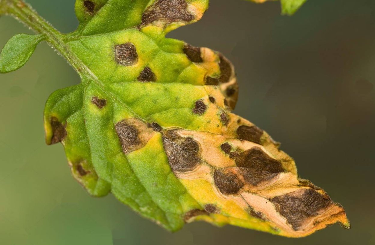 Белая пятнистость клубники