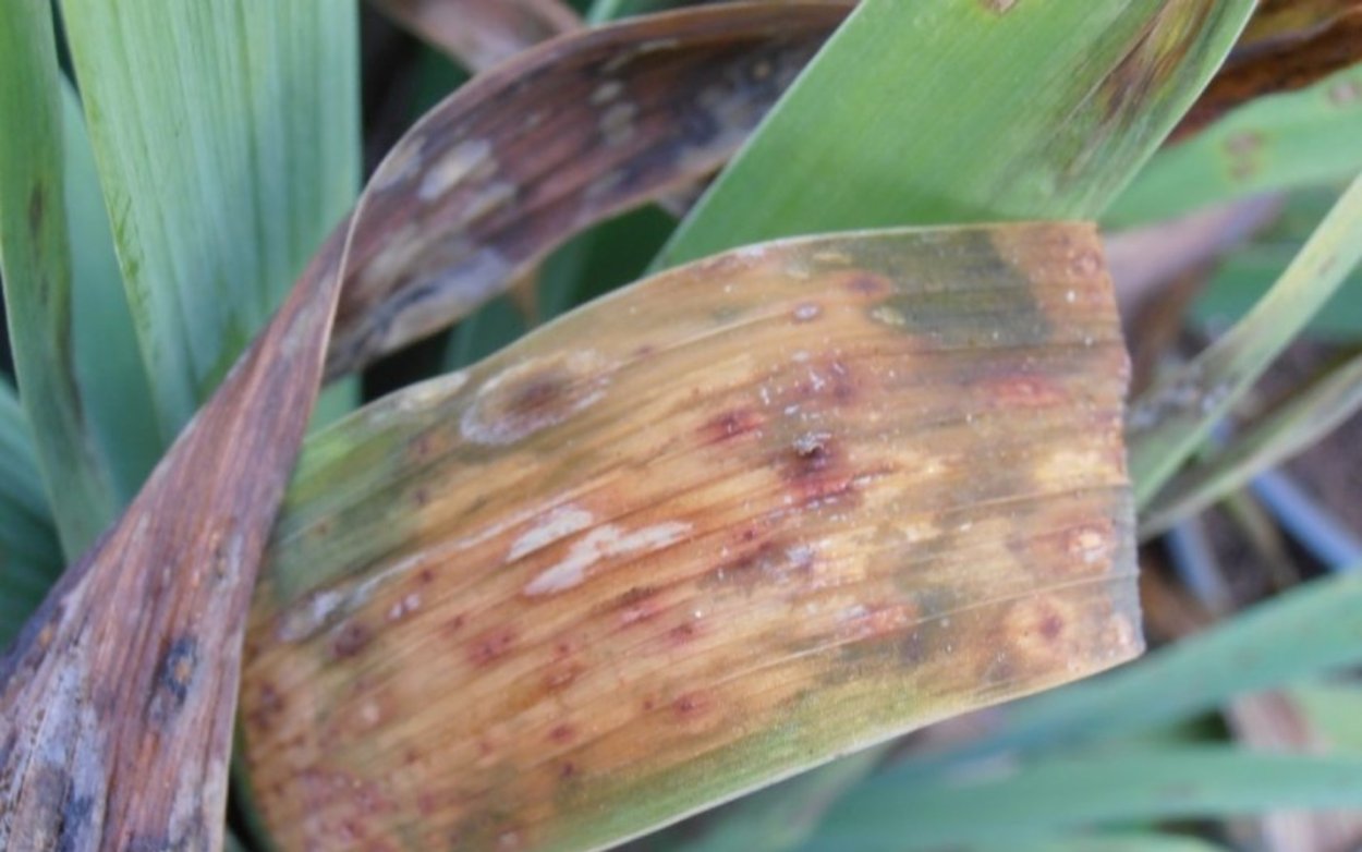 Филлостиктоз (бурая пятнистость)