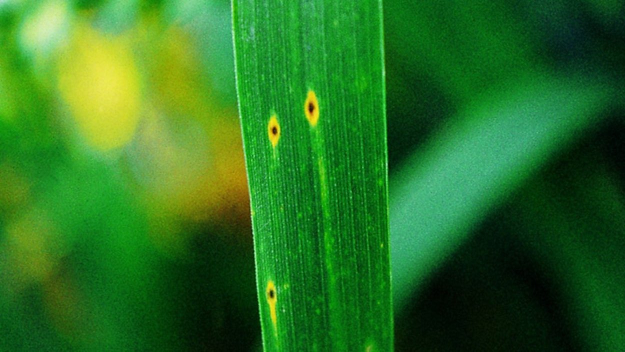 Болезни огурцов антракноз