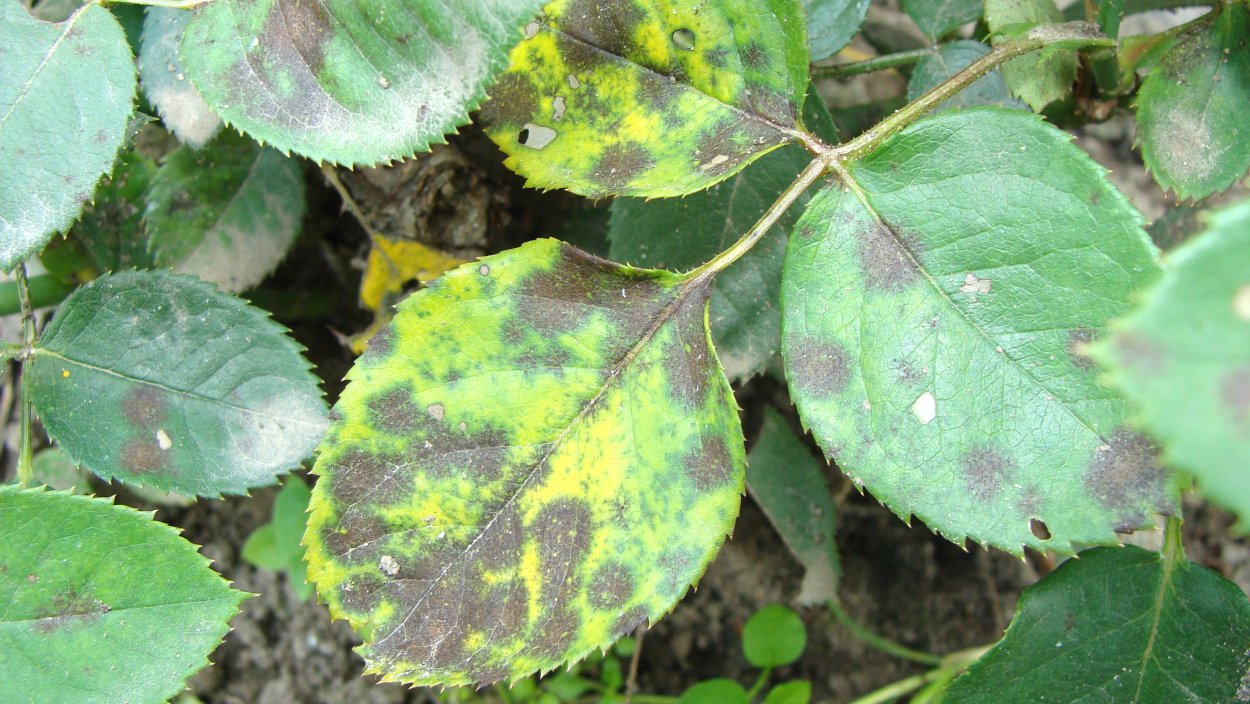 Септориоз роз