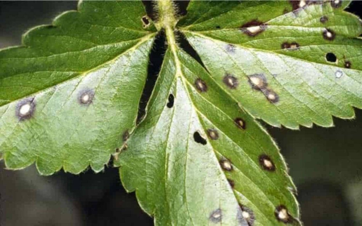 Галлица-галловый клещ