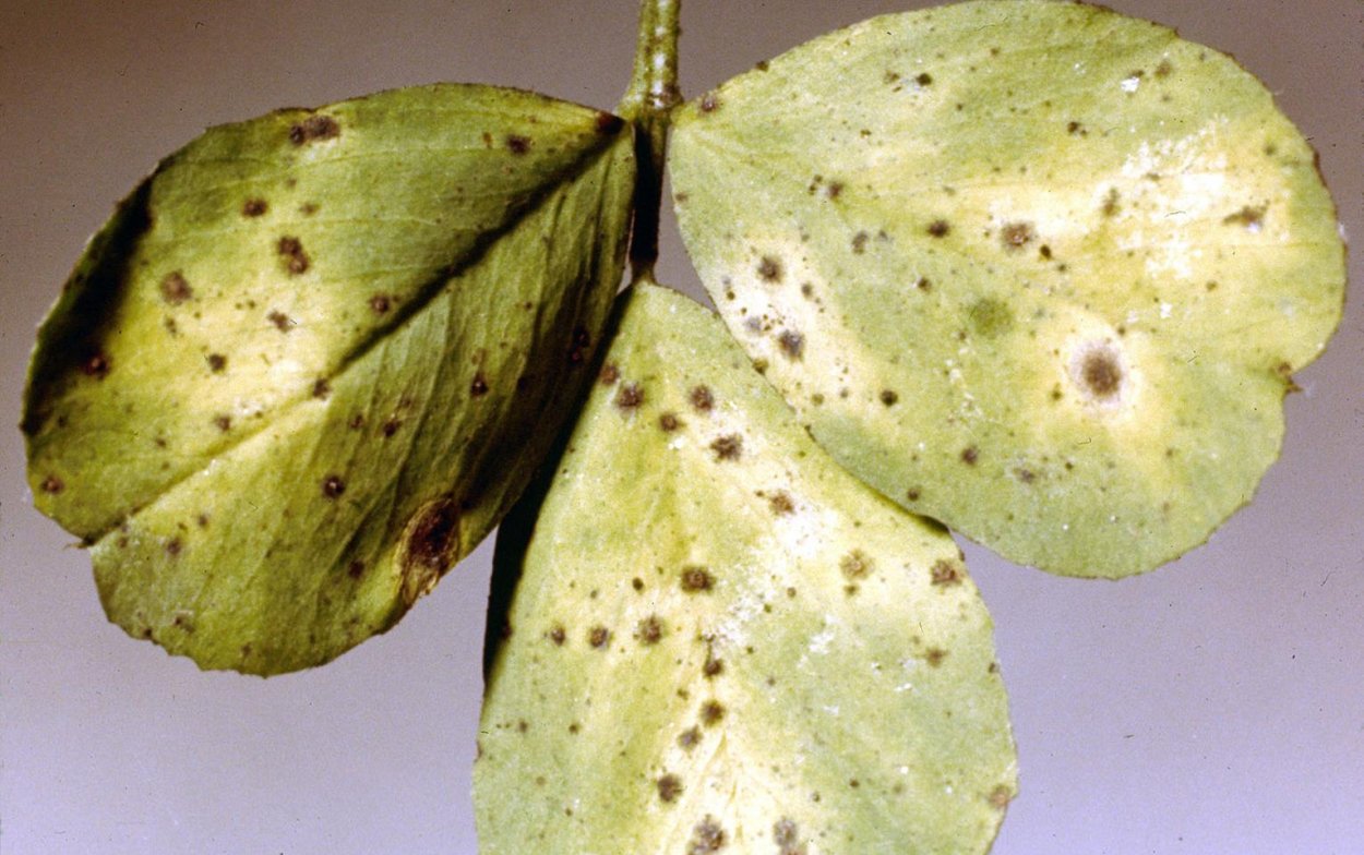 Мучнистая роса