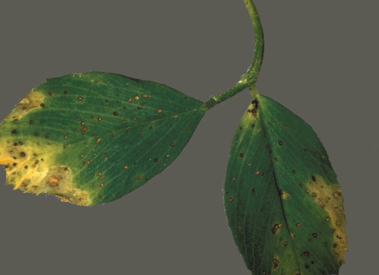 Pseudopeziza medicaginis