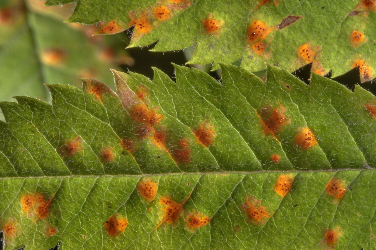 Септориоз (белая пятнистость) томатов