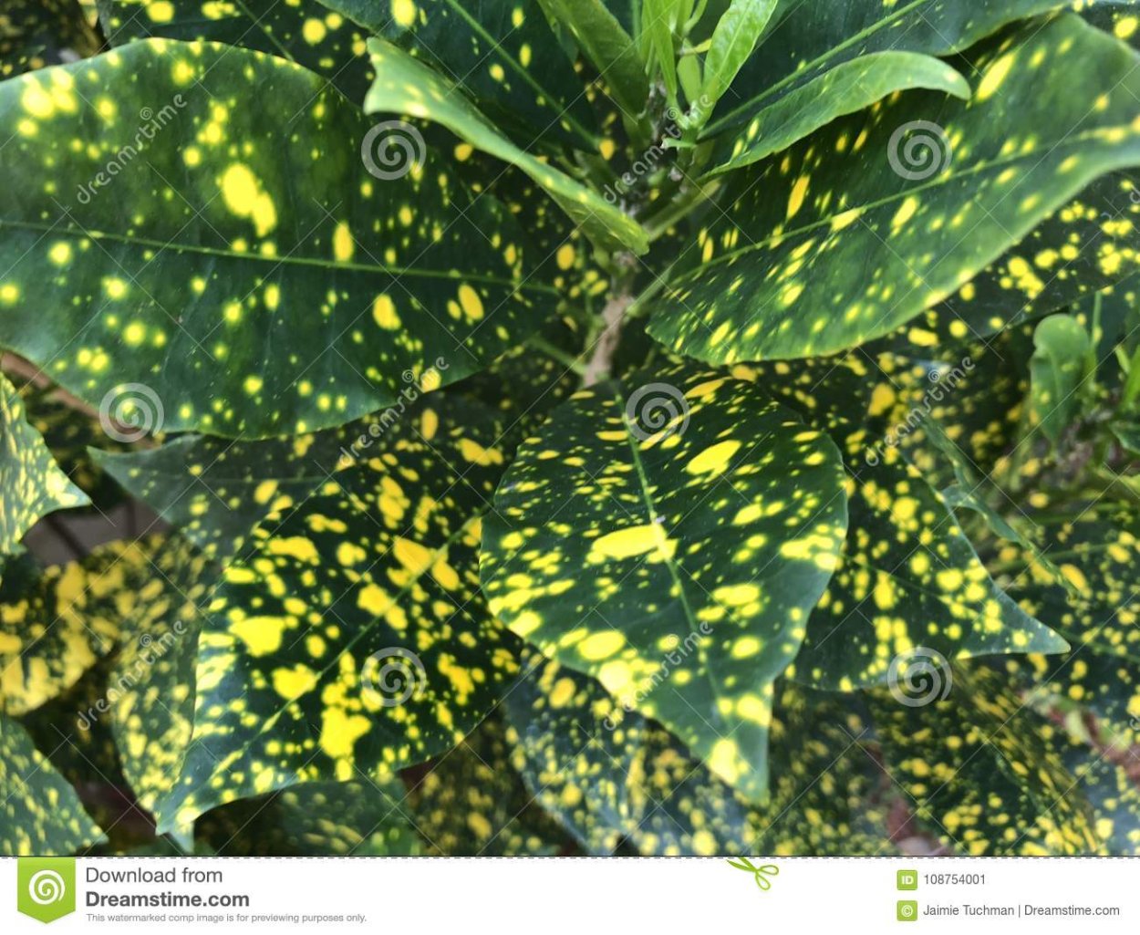 Альтернариоз ирисов