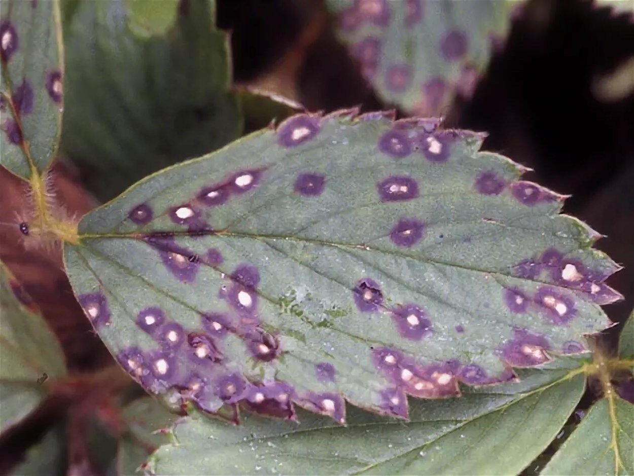 Вечнозеленый куст желтыми крапинками