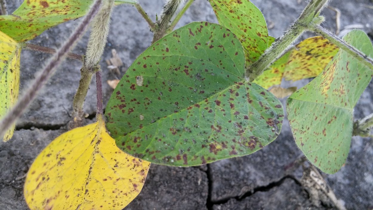 Альтернариоз, церкоспороз.