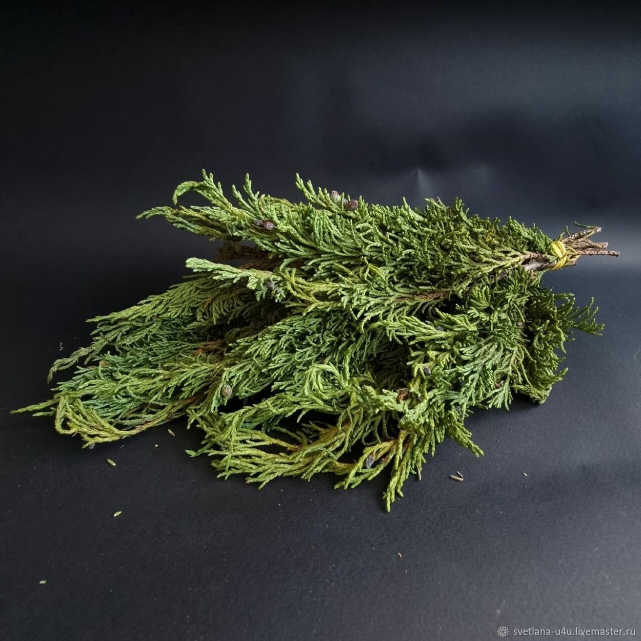 Ветка можжевельника или эвкалипта