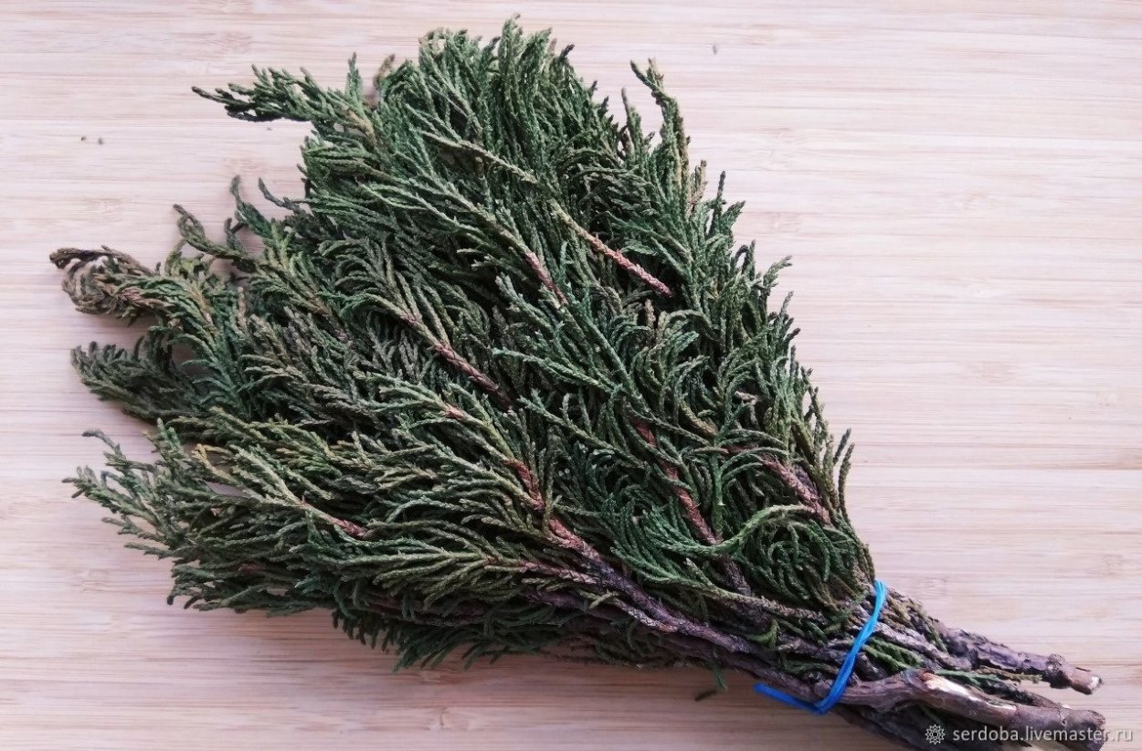 Можжевельник казацкий шишки