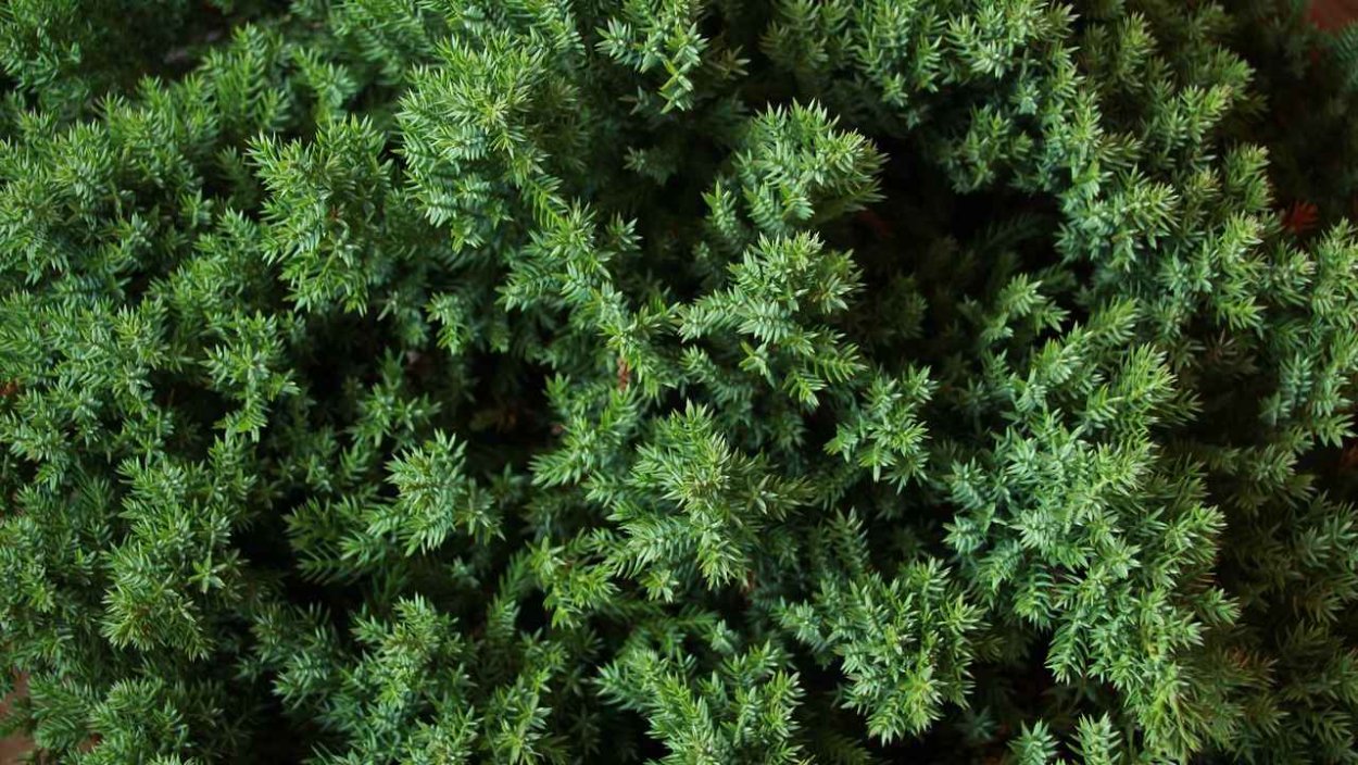Juniperus horizontalis 'Neumann'