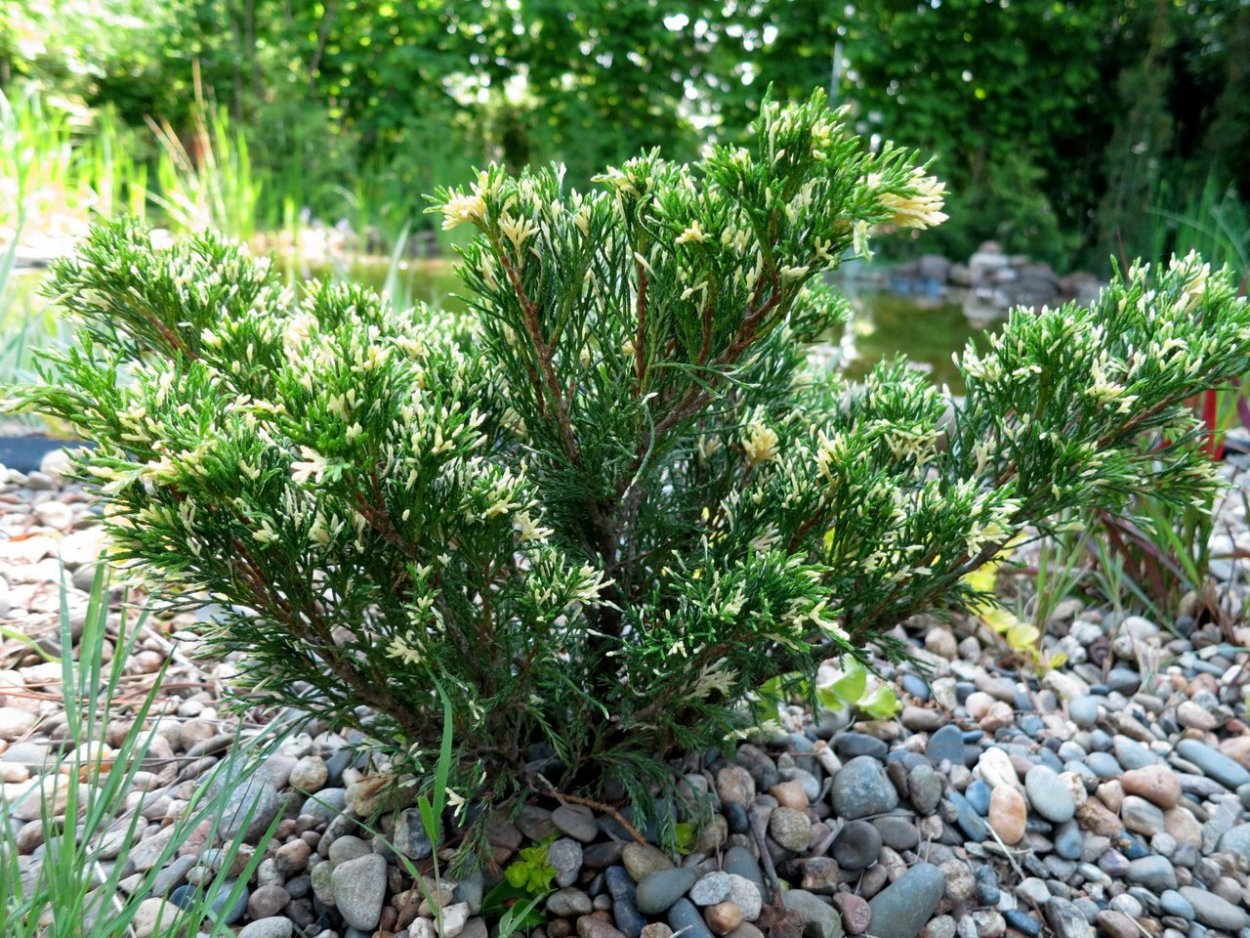 Верес можжевельник