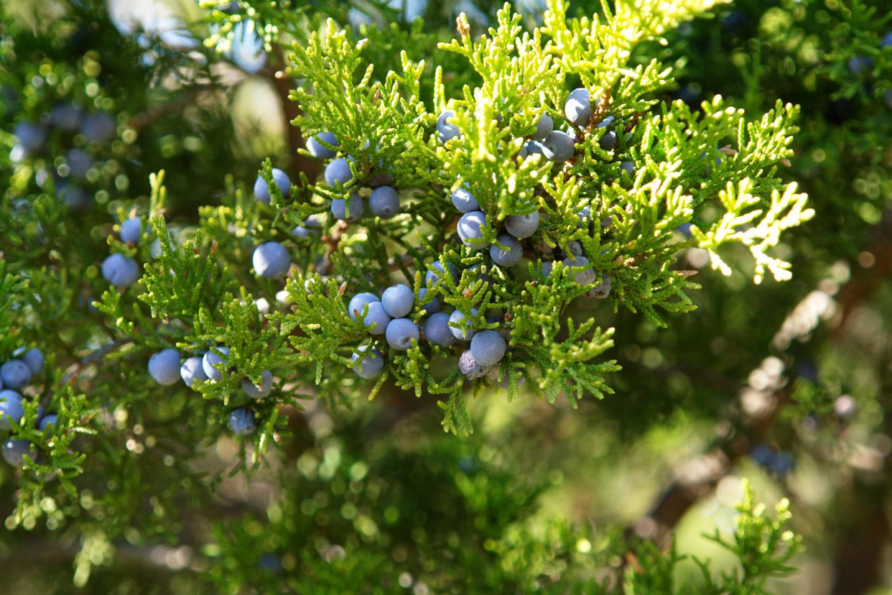 Можжевельник обыкновенный Верес