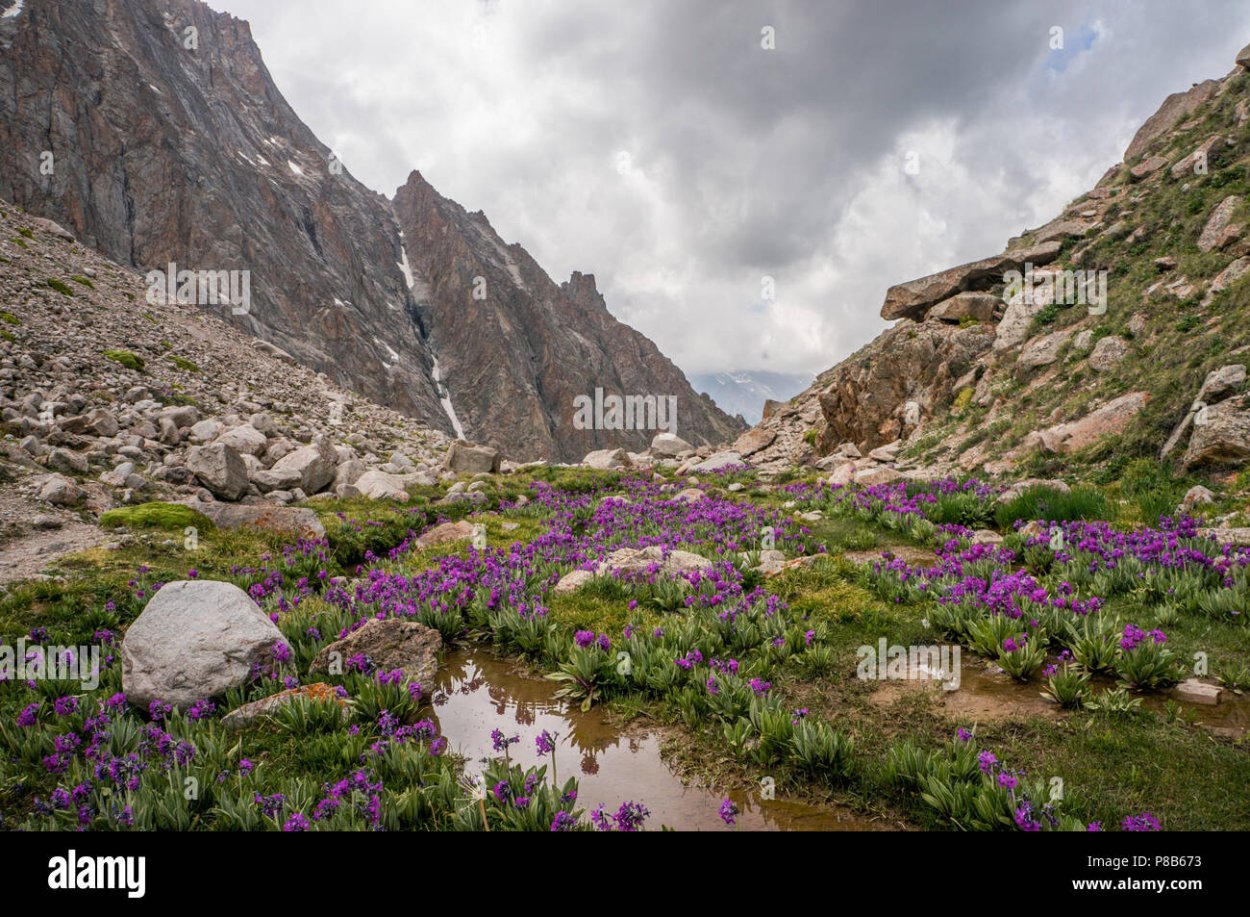 Можжевельник виргинский Brodie