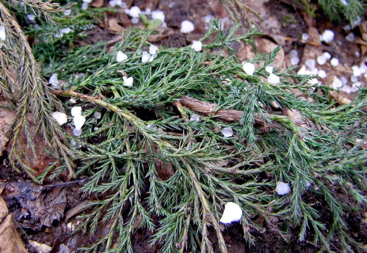 Можжевельник обыкновенный сиберик