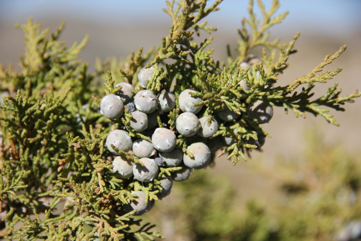 Juniper Berry можжевельник