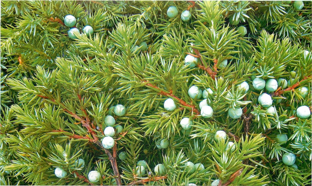 Настойка на можжевельнике