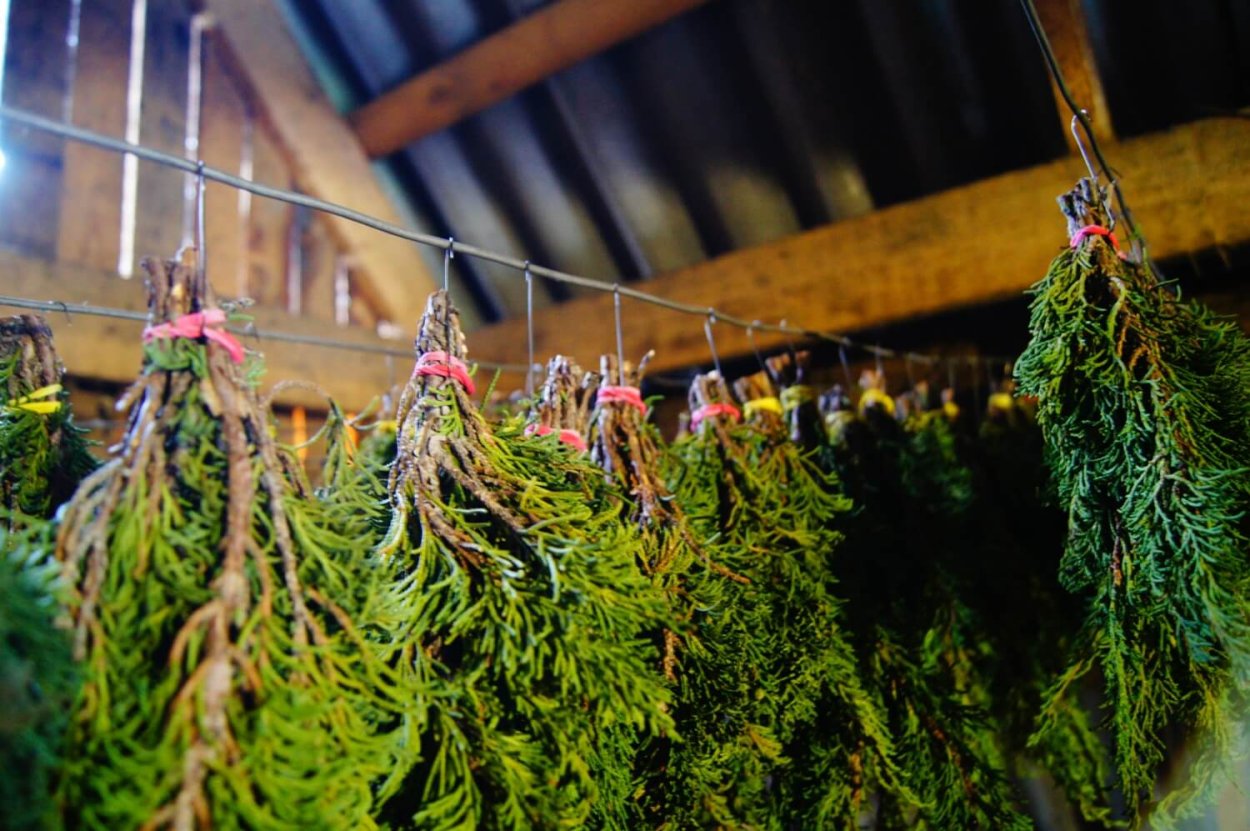 Можжевельник ладанный