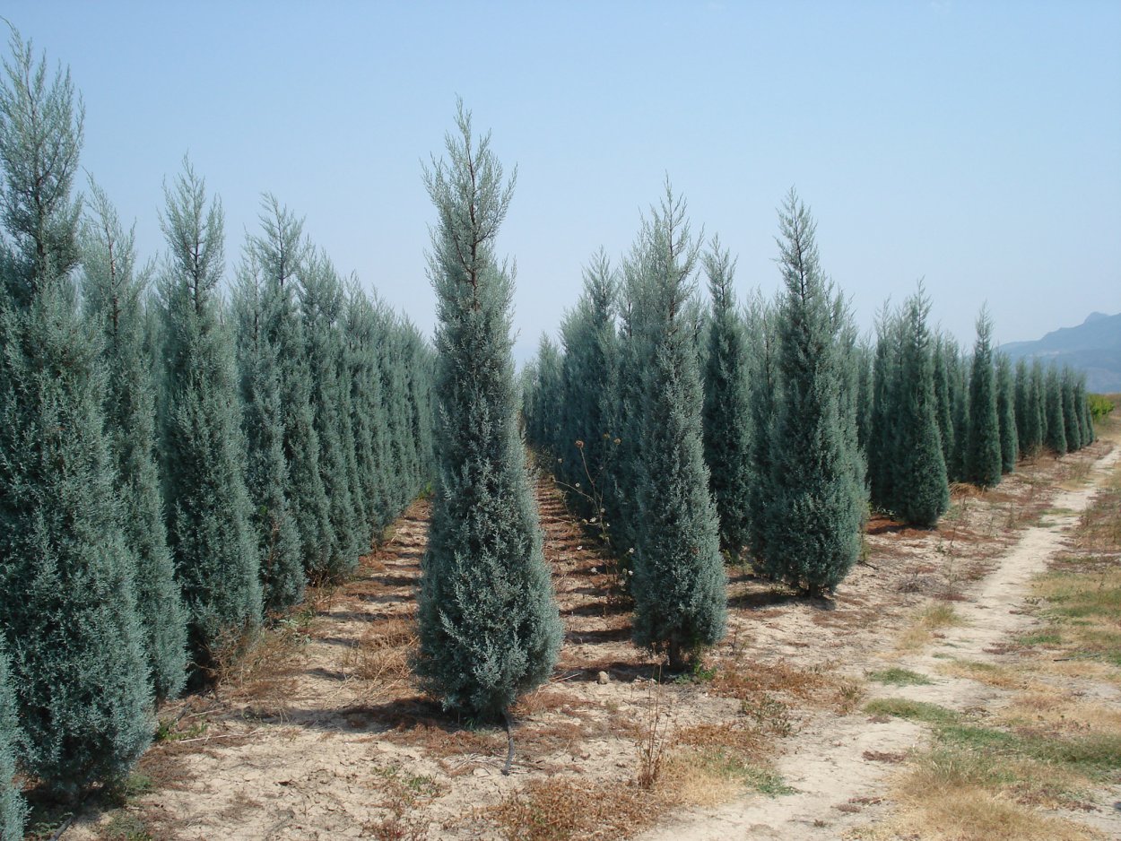 Туя Смарагд и Даника в ландшафте