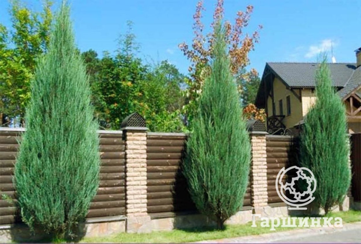 Горная Арча в Таджикистане