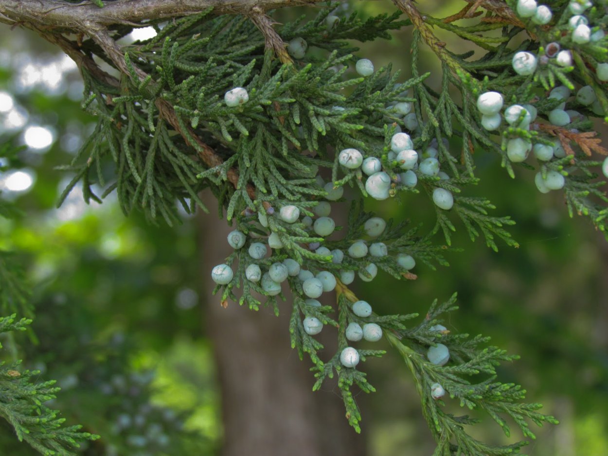 Кедр Juniperus virginiana