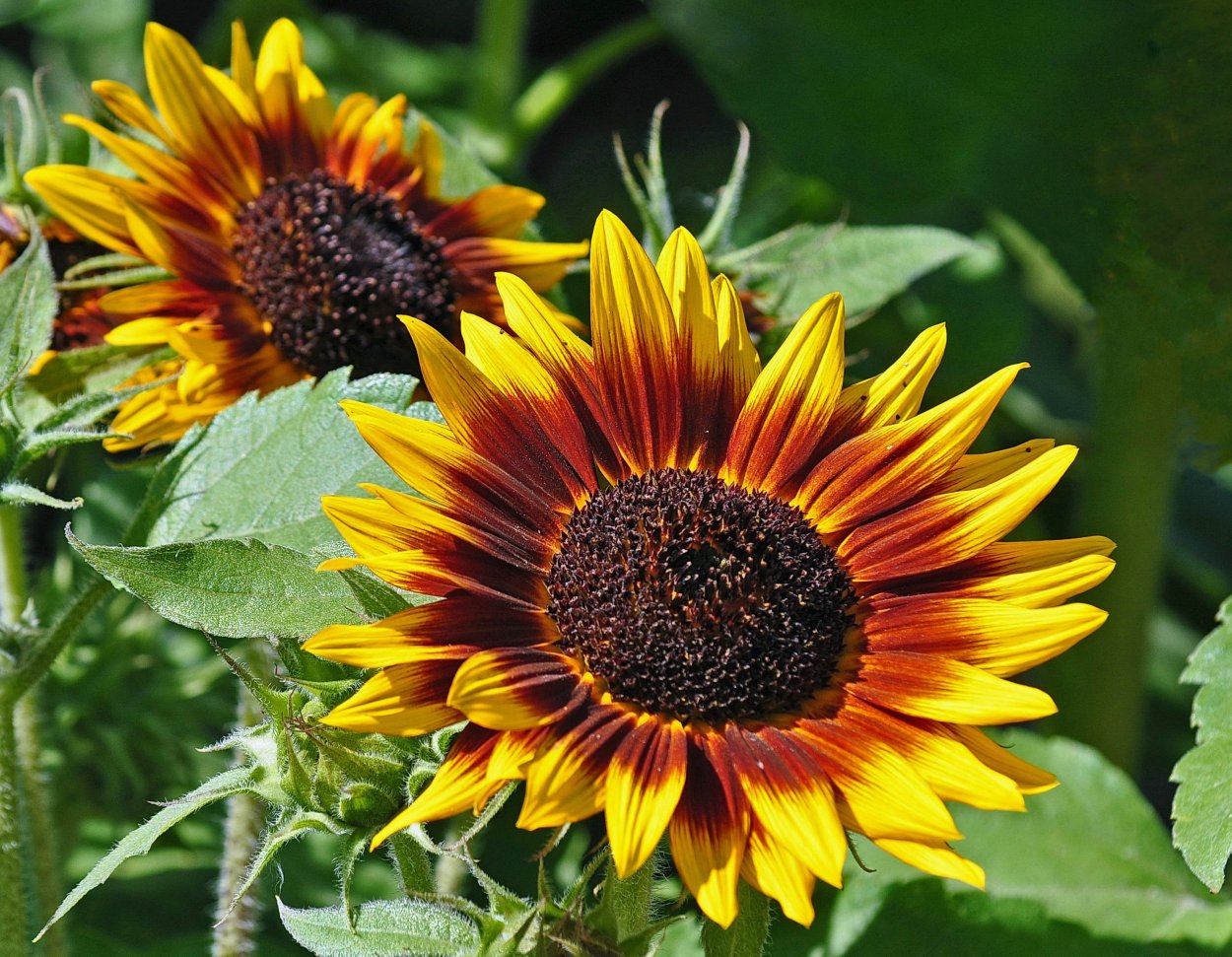 Подсолнечник Лемон Квин